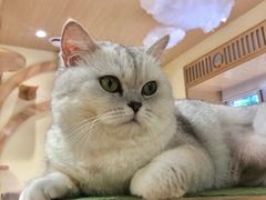 -猫和宫(六道口店)