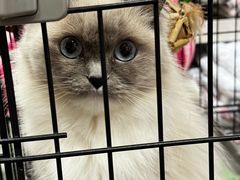 -樱桃家的宠物店(君安花园店)