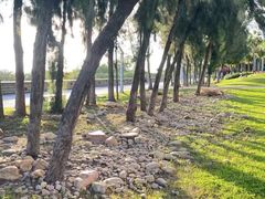 -宝安西湾红树林湿地公园