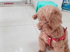 -金宝宠物