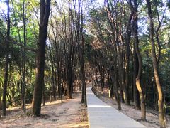 -火炉山森林公园