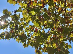 -浙江农林大学(东湖校区)