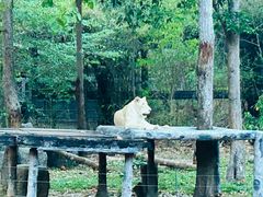 -清迈夜间动物园