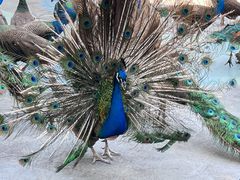 -西双版纳原始森林公园