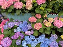 -青石桥花鸟鱼虫市场(叠翠城店)