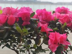 -星巴克(成都科学城店)