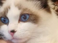 锅巴-遇见羊驼·奶狗咖·布偶猫咖·法斗柯基柴犬阿拉斯加(春熙路太古里IFS店)