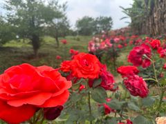 -都江堰玫瑰花溪谷