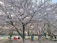 -苏州上方山国家森林公园