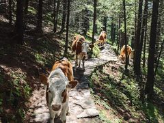 -芦芽山旅游度假区