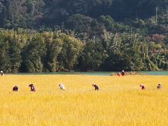 -广州市流溪河国家森林公园