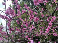 -南汇桃花村