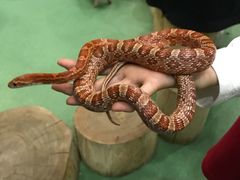 -藦茜花园宠物主题亲子互动体验馆(国顺东路店)