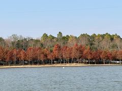 -上海海湾国家森林公园