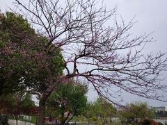 -羊山湖公园
