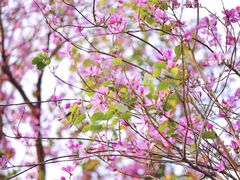 -莲花山公园
