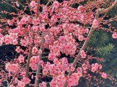 -上海滨江森林公园
