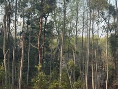 -青龙山国家森林公园