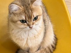 -有喵·猫咖·狗咖·40+猫狗有小奶狗(岗厦店)