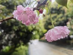 -杭州半山国家森林公园