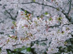 -武汉大学-樱园