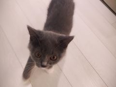 -喵的天空名猫咖啡馆·撸猫·猫舍·用品