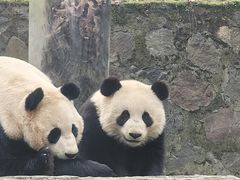 -都江堰中华大熊猫苑