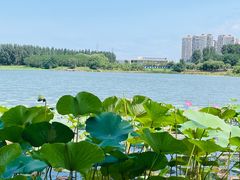 -丁香湖公园