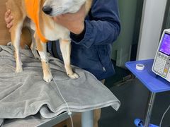 -爱侣宠医·鹦鹉专科·小型哺乳类·异宠专科(灵石路店)