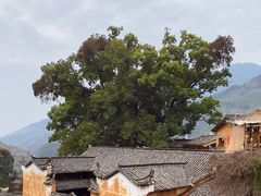 -杨家堂村