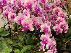 -双季花艺园艺市场(浦东店)
