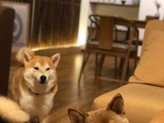 -柴务处·柴犬主题狗咖