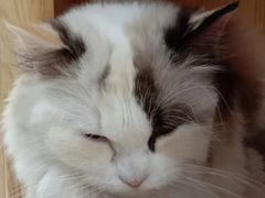 -藏猫猫咖啡主题馆(中央大道店)