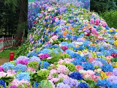 -上海共青森林公园