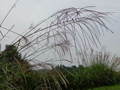 -白鹭湾湿地公园