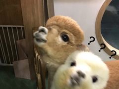 -藦茜花园宠物主题亲子互动体验馆(国顺东路店)