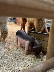 -Zoolung Zoolung动物主题公园(海信广场店)