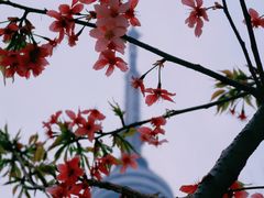 -龟山风景区-龟山电视塔