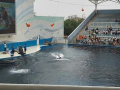 海豚表演-北戴河圣蓝海洋公园