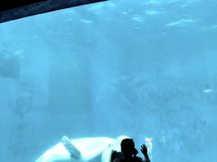-海合安成都极地海洋公园