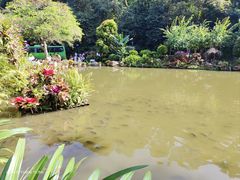 -深圳仙湖植物园