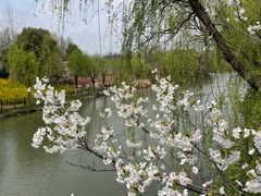 -顾村公园
