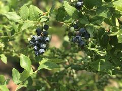 蓝莓熟了-精灵农庄