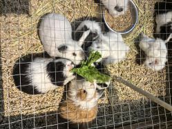 -酷嗒动物文化乐园(cutezoo西溪乐天城店)