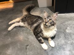 -瞄一喵猫咖(格力海岸店)