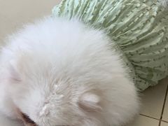 -怪兽屋·羊驼·猫咖·狗咖(俊华广场店)