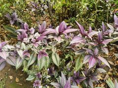 -中国科学院西双版纳热带植物园