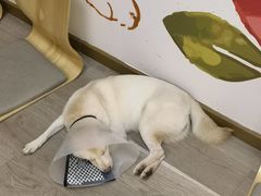 -柴迷FANS CLUB·柴犬狗咖·猫咖