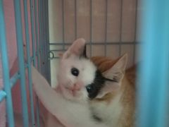 -瑞鹏宠物医院·骨科·猫科·内科(第一中心)