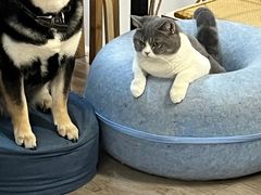 -柴迷FANS CLUB·柴犬狗咖·猫咖